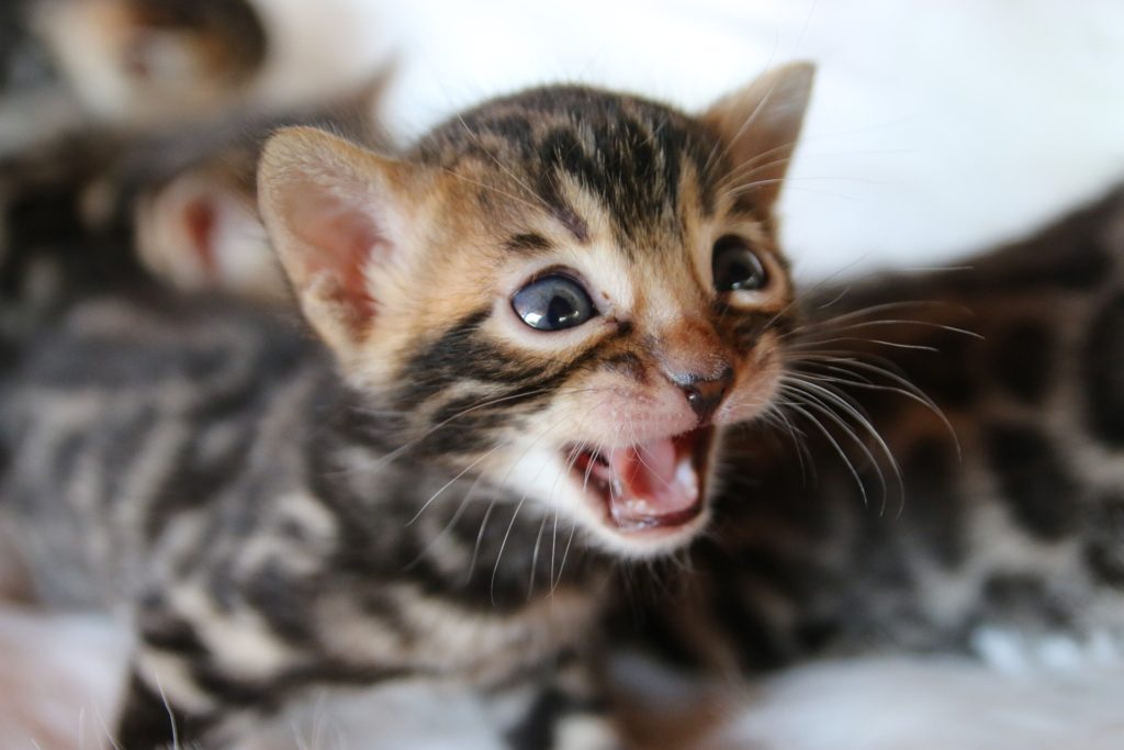 Bengal Cats for sale in Oklahoma | LunaKatz Bengals