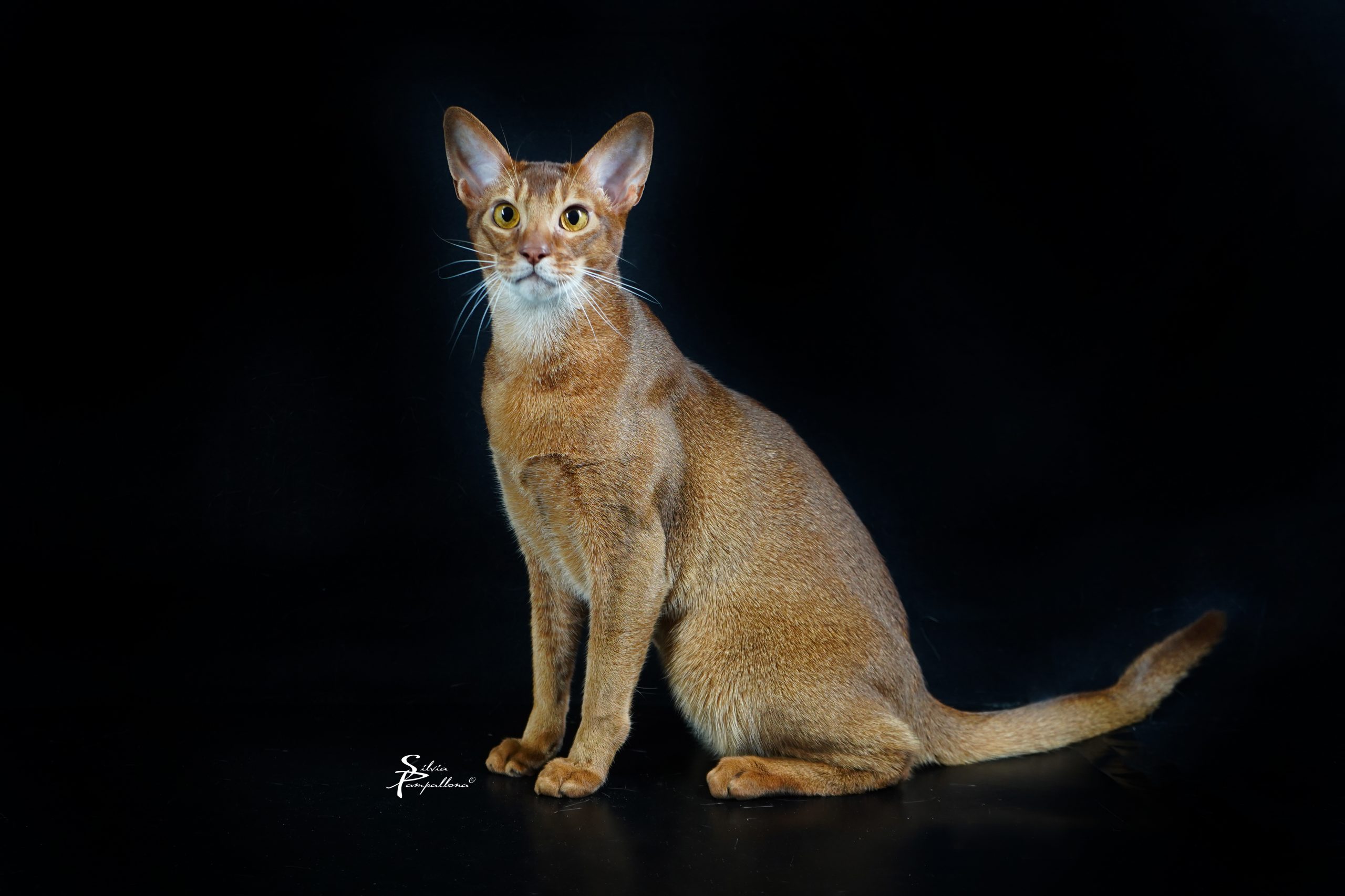 Abyssinian Cat | LunaKatz