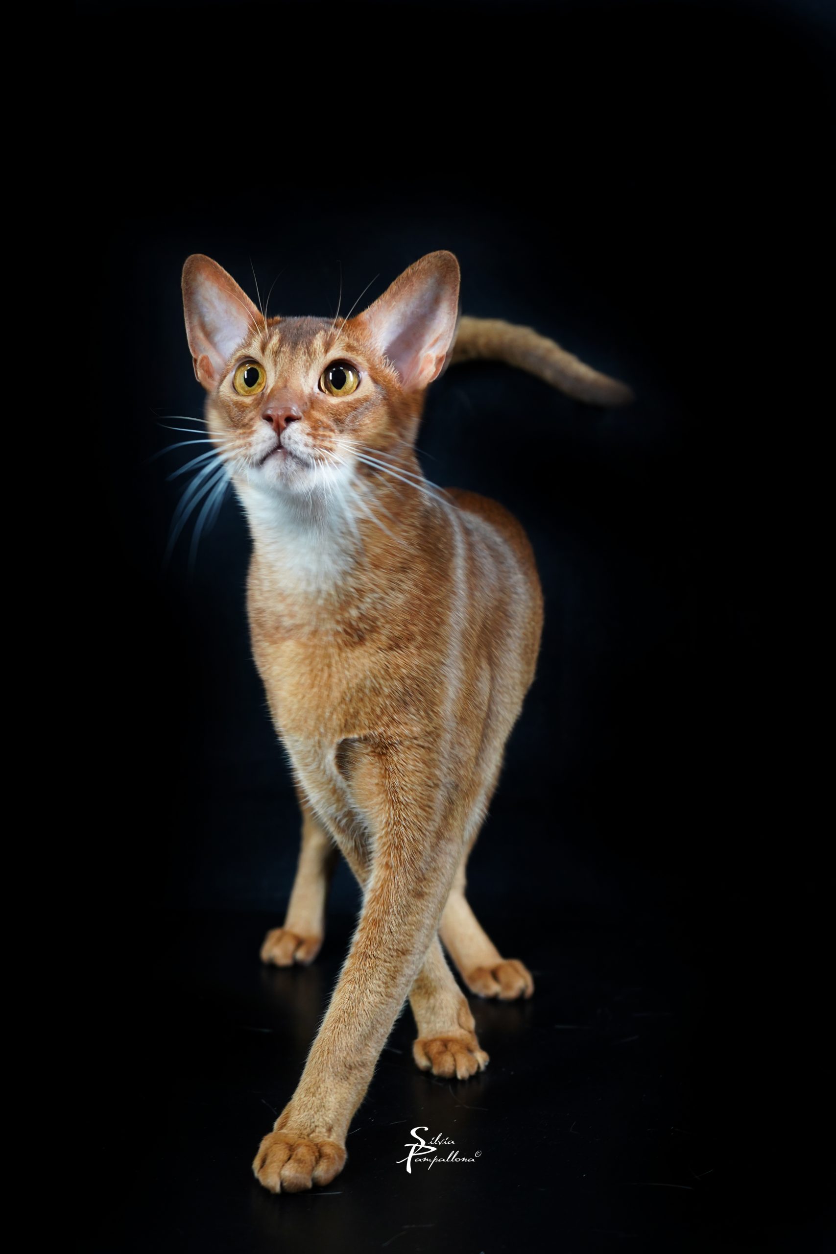 Abyssinian Cat | LunaKatz