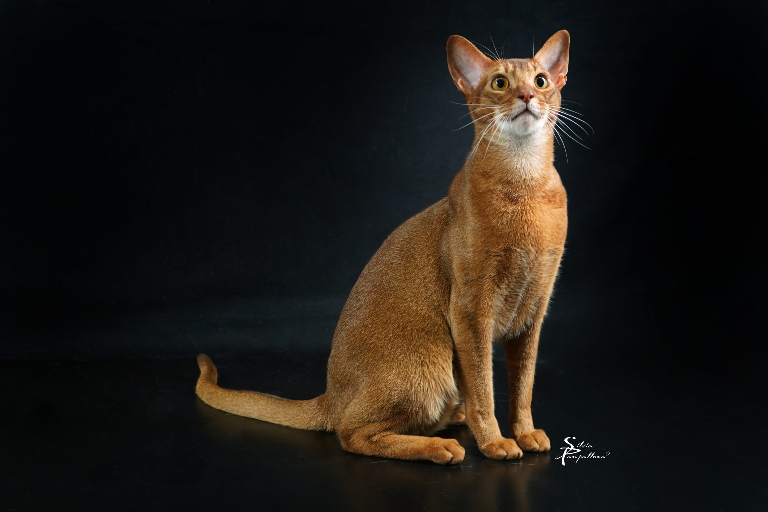 Abyssinian Cat | LunaKatz