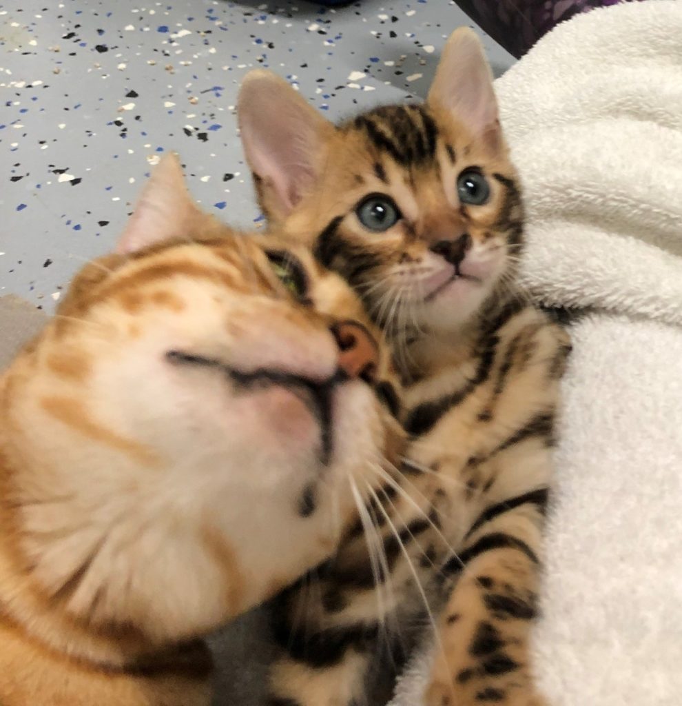 LunaKatz Bengals